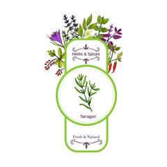 Vintage herbs and spices label collection. Tarragon