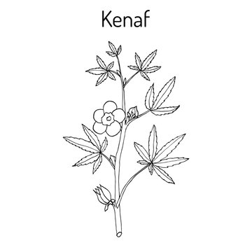 Kenaf Hibiscus cannabinus , or Deccan hemp, or Java jute