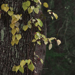 Climbing Creeper Closeup, Old Trunk, Autumnal Fall Closeup