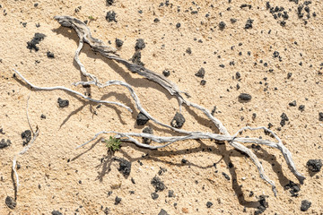 Fototapeta na wymiar wunderschöne Dünenlandschaft Parque Natural de Corralejo auf Fuerteventura 
