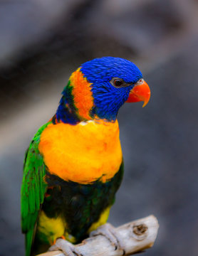 Parrot closeup