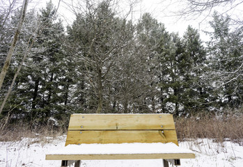 Closeup of wooden bench covered with snow in a tall pine forest, winter background