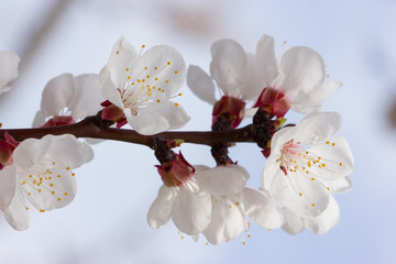 Spring flowering branch of plum tree in garden