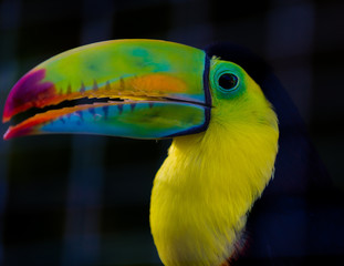 Keel billed toucan  © Agata Carr