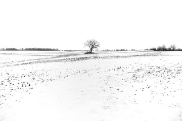 Lone tree and its branches in a farm field silhouetted against white winter landscape and sky