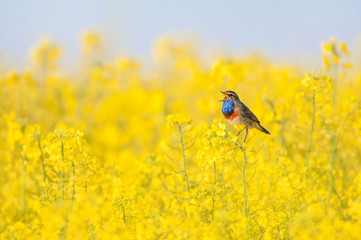 bluethroat chirping in a rape field