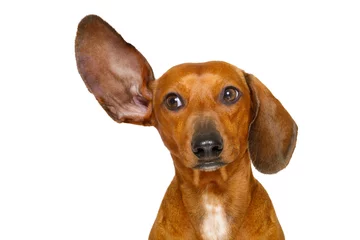 Abwaschbare Fototapete Lustiger Hund Hund hört genau zu