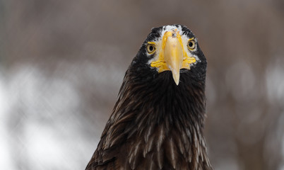 Steller's sea eagle (Haliaeetus pelagicus). Wildlife animal.