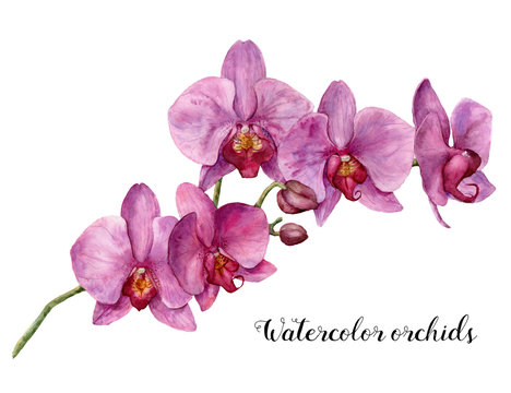 Watercolor orchids. Hand painted floral botanical illustration isolated on white background. For design or print.