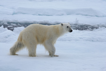 Naklejka na ściany i meble Polar bear on the ice