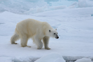 Polar bear on the ice