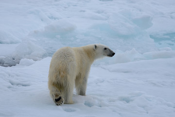 Plakat Polar bear on the ice