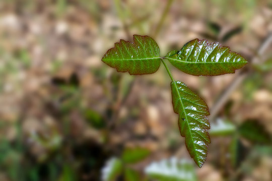 Lleaves of three, let them be. Poison oak leaves in the early spring, showing three green leaves 