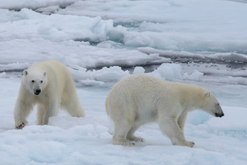 Fototapeta na wymiar Two polar bears playing together on the ice
