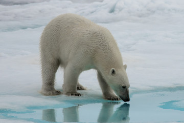 Obraz na płótnie Canvas Two polar bears playing together on the ice