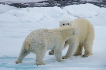 Obraz na płótnie Canvas Two polar bears playing together on the ice