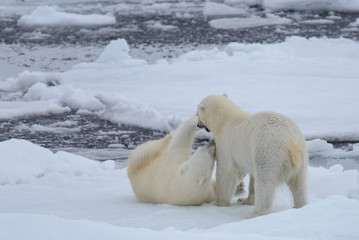 Plakat Two polar bears playing together on the ice