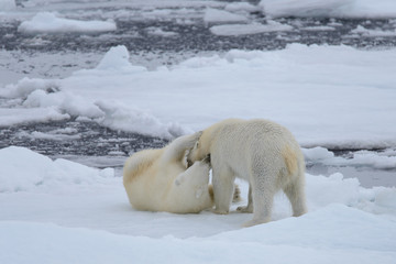 Two polar bears playing together on the ice