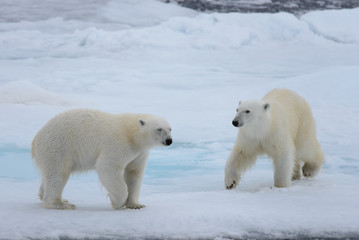 Naklejka na ściany i meble Two polar bears playing together on the ice