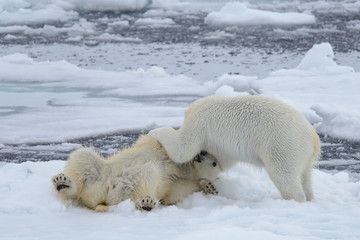 Two polar bears playing together on the ice