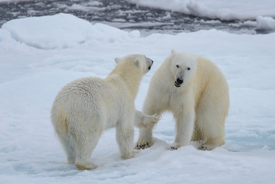 Two polar bears playing together on the ice