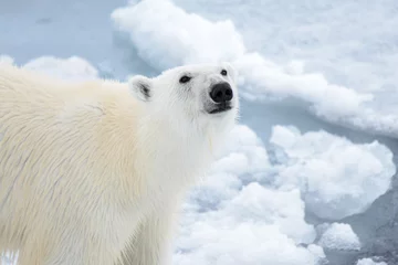 Photo sur Plexiglas Ours polaire Ours polaire sur la glace