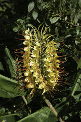 Girlandenblume Ingwer Lilie Ginger Lily