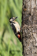 woodpecker