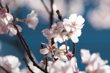 桜