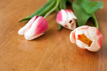 Obraz na płótnie Canvas White, red tulips lie on the table