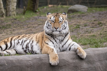 The Tiger