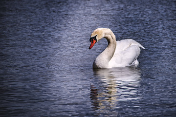 swan 4729
