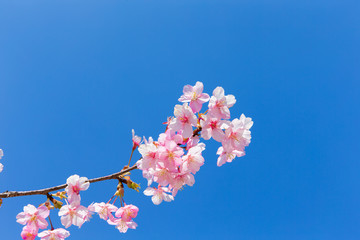 Kawazu cherry tree