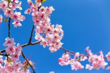 Kawazu cherry tree