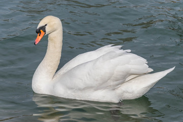 Schwan in Habachtstellung