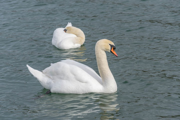 Obraz premium Schwanenpaar in unterschiedlicher Position