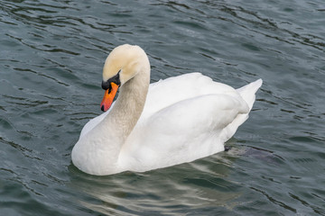 Obraz premium Schwan - Körperhaltung
