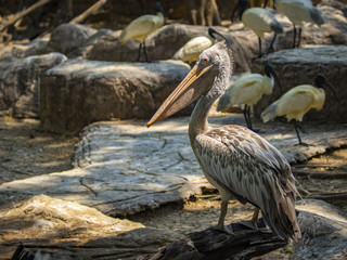 Image of Spot-billed pelican ( Pelecanus philippensis). wild animals.