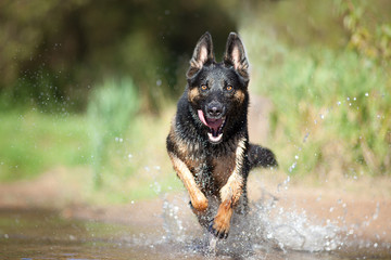 Deutscher Schäferhund im Wasser frontal. Hund rennt im Bach
