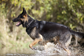 Deutscher Schäferhund, rennt im Wasser und spielt