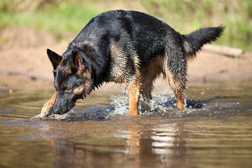 German Shepard dog play and run in water
