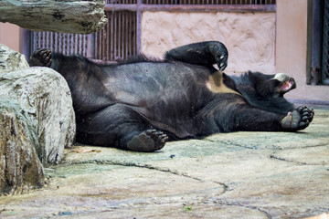 Image of a black bear. wild animals.