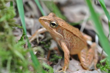 ニホンアカガエル