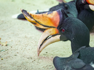 Image of a hornbills on the ground. wild animals.