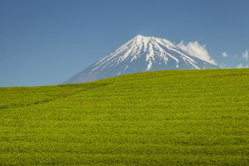 Tea farm and Mount Fuji in spring at Shizuoka prefecture