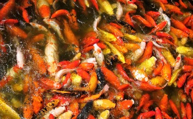 Koi fish in a pond having feeding frenzy in Shanghai China