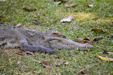 Image of a crocodile on the grass. Reptile Animals.