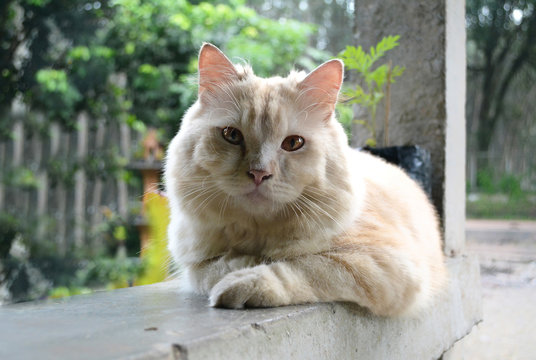 cute persian cat