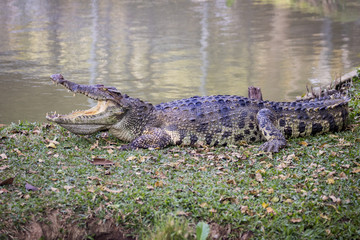 Image of a crocodile on the grass. Reptile Animals.