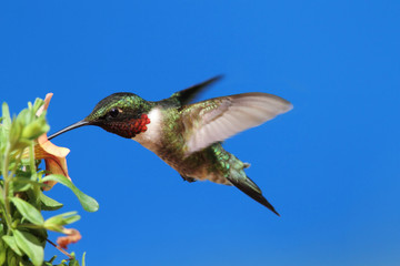 Ruby-throated Hummingbird